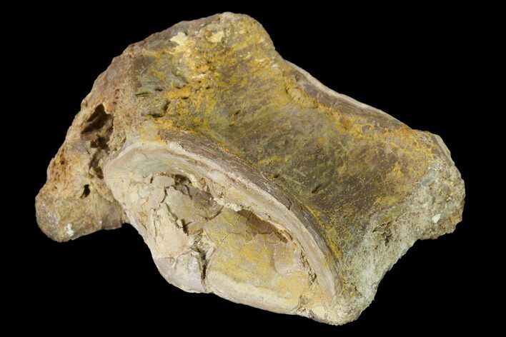 Fossil Xiphactinus (Cretaceous Fish) Vertebra - Kansas #142498